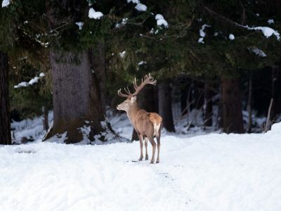 Cerf