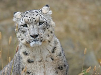 © Frida Lannerstrom - Mongolie - Panthère des neiges, Chat de Pallas et oiseaux migrateurs Mongolie - Panthère des neiges, Chat de Pallas et oiseaux migrateurs