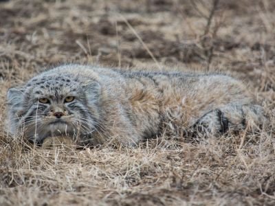 Chat de Pallas