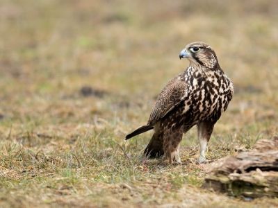 Roumanie - Oiseaux migrateurs de Roumanie : Dobroudja du Nord, Danube et Mer Noire