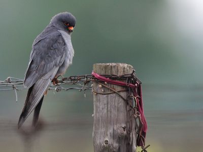 Roumanie - Oiseaux migrateurs de Roumanie : Dobroudja du Nord, Danube et Mer Noire
