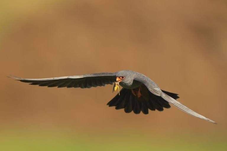 Roumanie - Oiseaux migrateurs de Roumanie : Dobroudja du Nord, Danube et Mer Noire