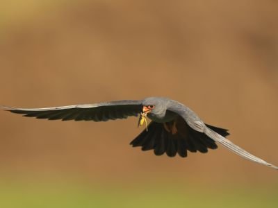 Roumanie - Oiseaux migrateurs de Roumanie : Dobroudja du Nord, Danube et Mer Noire
