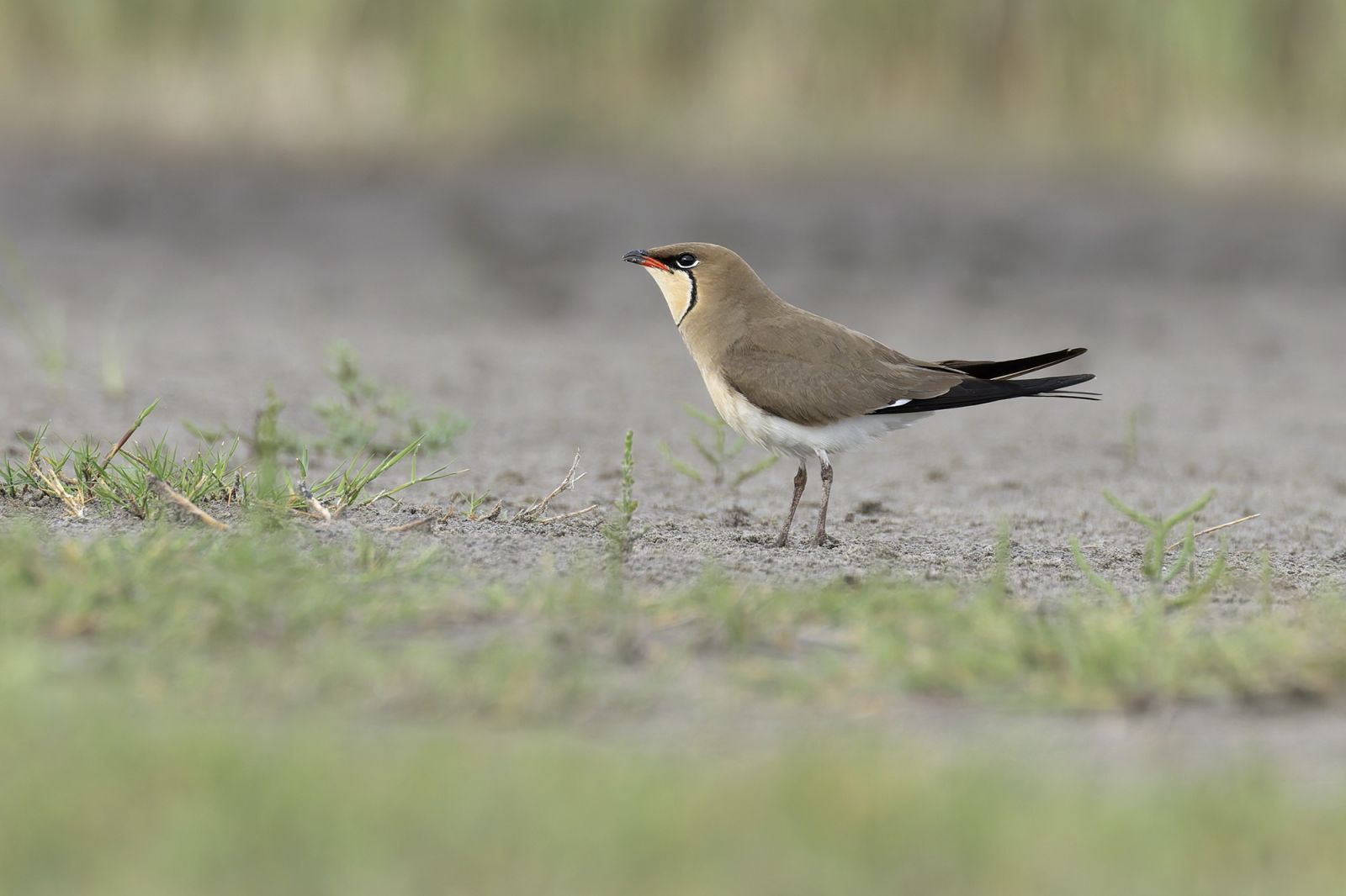 Glaréole à collier