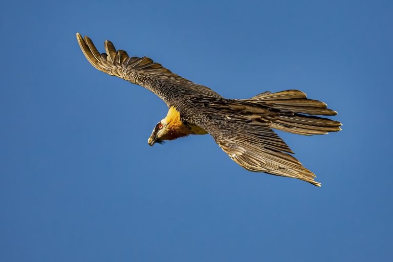 Espagne - Ornithologie au cœur de l’Espagne Verte