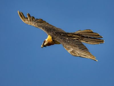Espagne - Ornithologie au cœur de l’Espagne Verte
