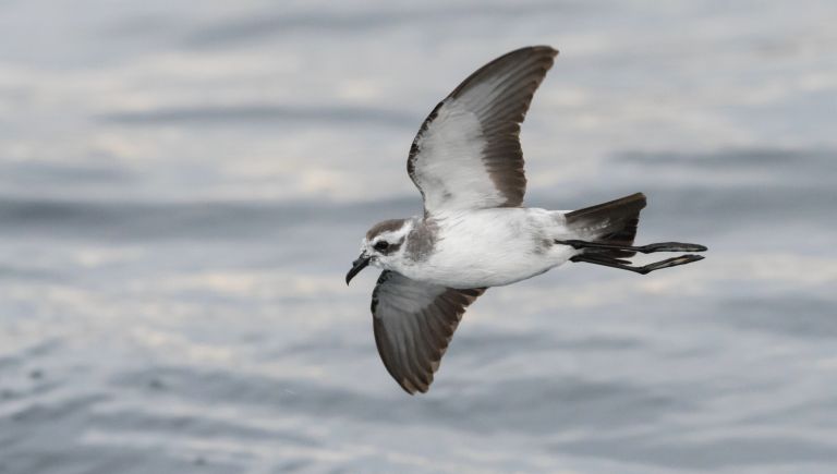 Cap-vert - Madère - Oiseaux endémiques du Cap-Vert à Madère - Croisière exceptionnelle en Afrique de l'Ouest