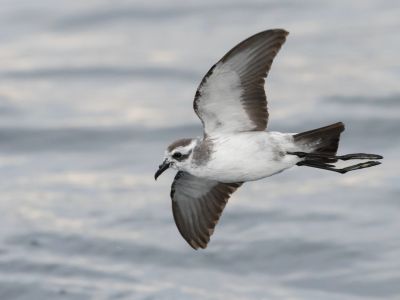 Cap-vert - Madère - Oiseaux endémiques du Cap-Vert à Madère - Croisière exceptionnelle en Afrique de l'Ouest