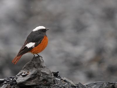 Géorgie - Les oiseaux du Caucase