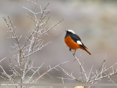 Géorgie - Les oiseaux du Caucase