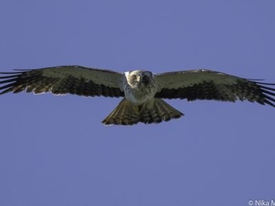 Géorgie - Batoumi, capitale de la migration