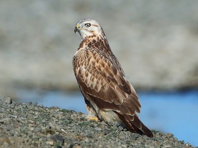 Séjour naturaliste privatif dans les steppes de Mongolie