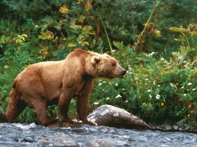 Alaska - Au pays des Ours Kodiak