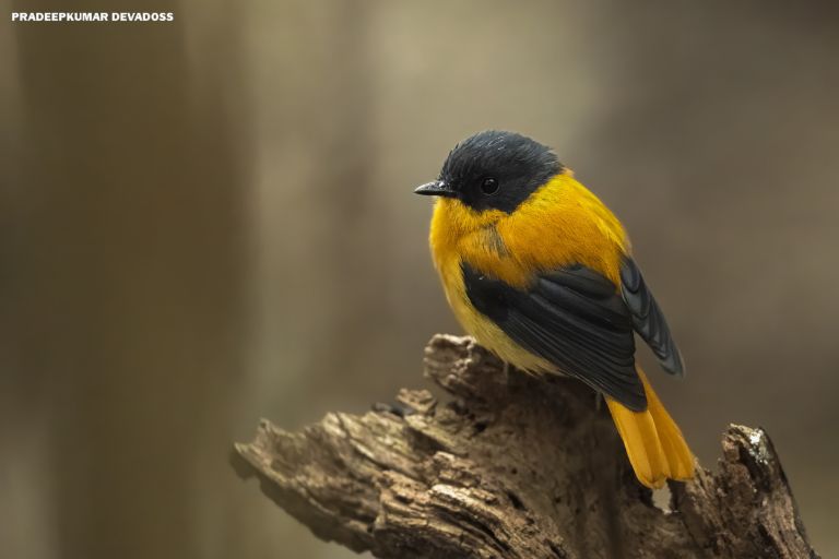 Inde - Oiseaux endémiques des îles Andaman et des Ghats occidentaux