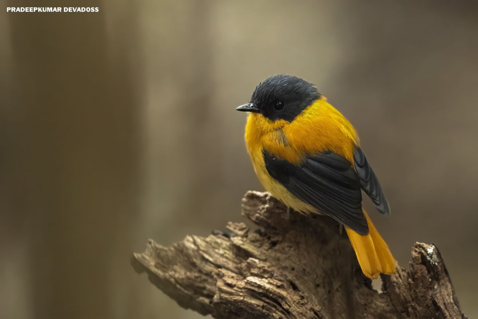 Oiseaux endémiques des îles Andaman et des Ghats occidentaux