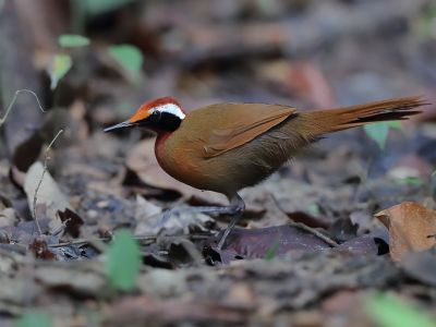 Bornéo - Bornéo & Malaisie - séjour ornitho sur mesure