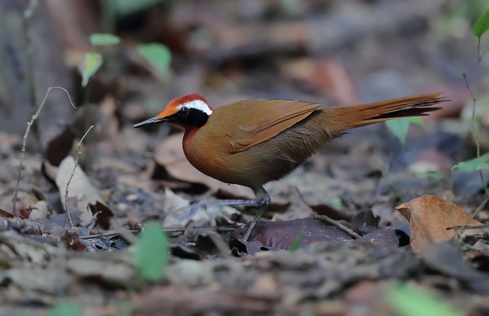 Eupète à longue queue