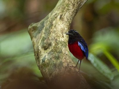 Bornéo & Malaisie - séjour ornitho sur mesure