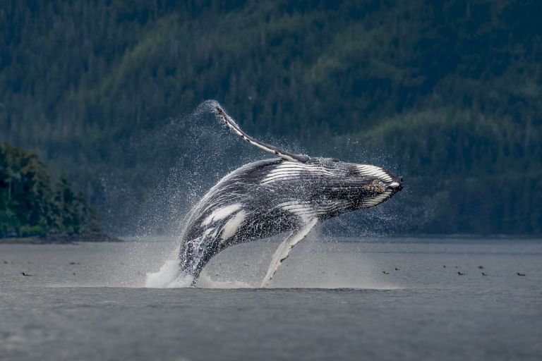 Canada - Ile de Vancouver : Ours, baleines et orques de la côte pacifique Canadienne