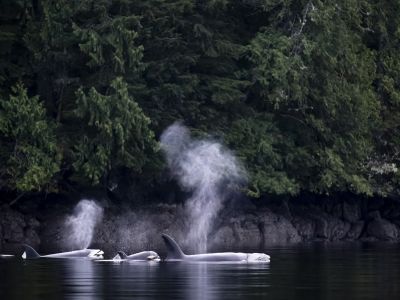 Ile de Vancouver : Ours, baleines et orques de la côte pacifique Canadienne