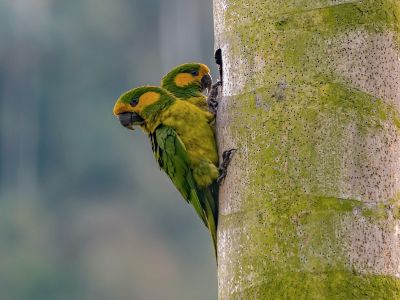 Colombie - Ornithologie dans les Andes colombiennes
