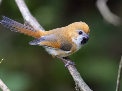 Chine - Les oiseaux du Sichuan