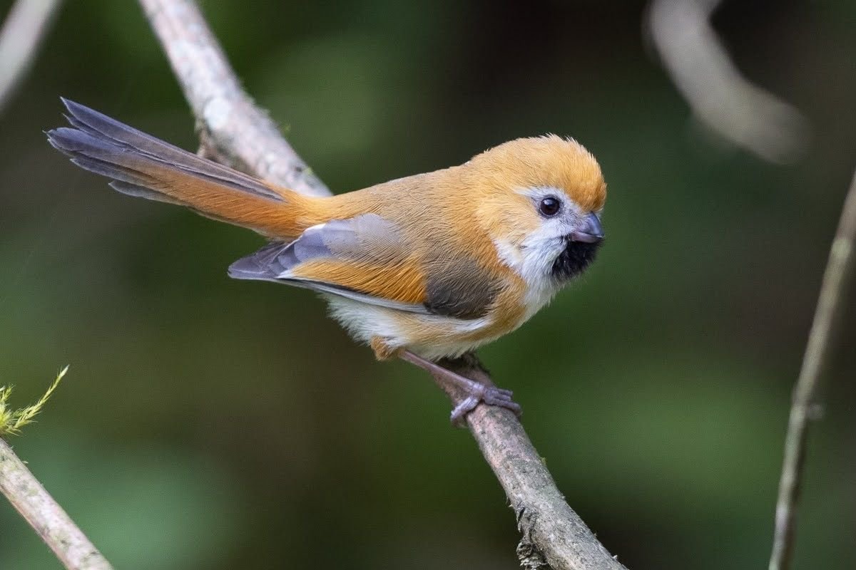 Paradoxornis de Verreaux