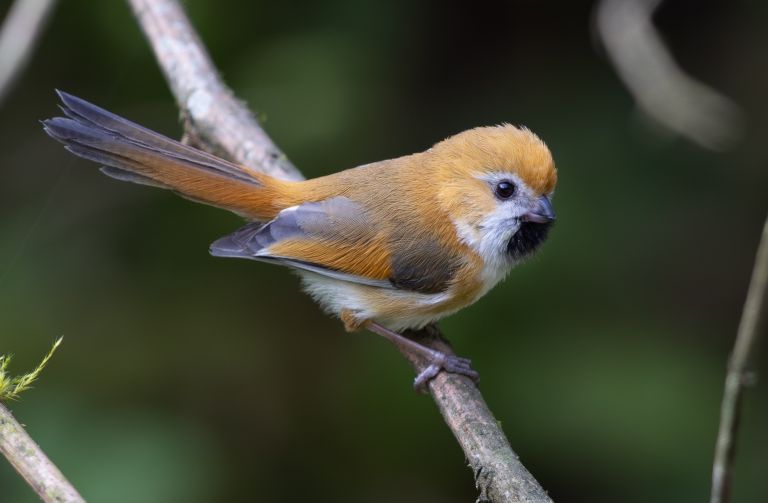 Chine - Les oiseaux du Sichuan