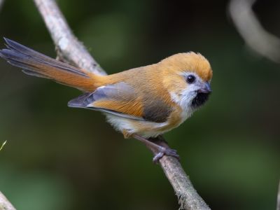 Chine - Les oiseaux du Sichuan