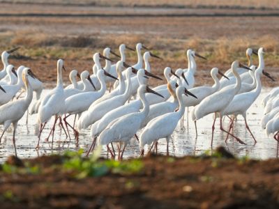 Les oiseaux du Sichuan