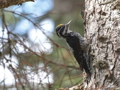 France - Massif du Mont blanc et Bornes-Aravis :  A la recherche du Pic tridactyle, des petites chouettes et des perdrix de montagnes