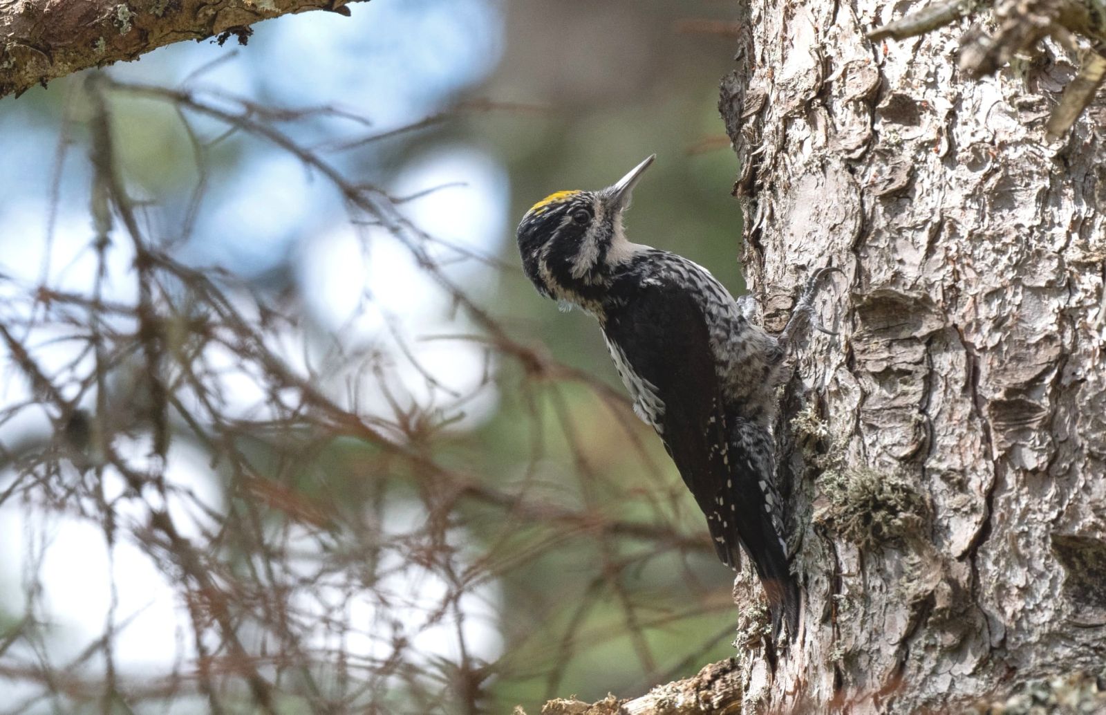 Massif du Mont blanc et Bornes-Aravis :  A la recherche du Pic tridactyle, des petites chouettes et des perdrix de montagnes