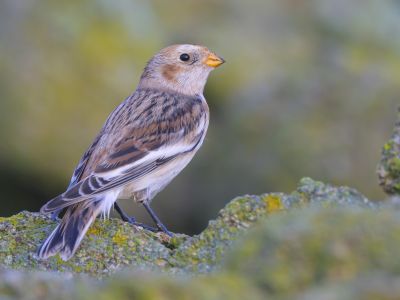 France - Finistère nord