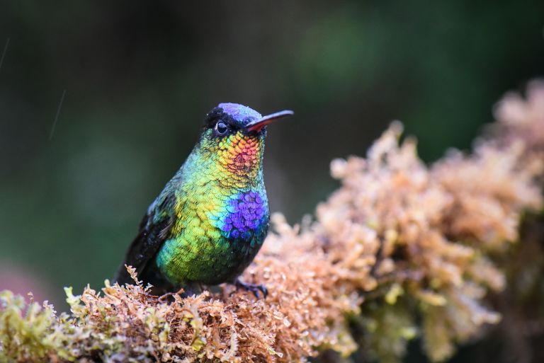 Costa rica - Circuit "Spécial ornitho"