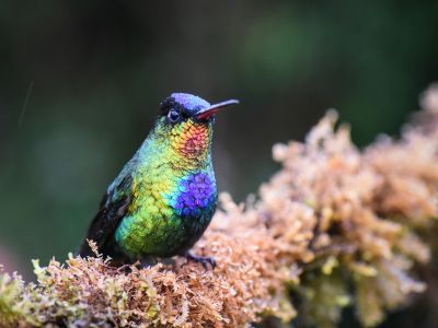 Costa rica - Circuit "Spécial ornitho"