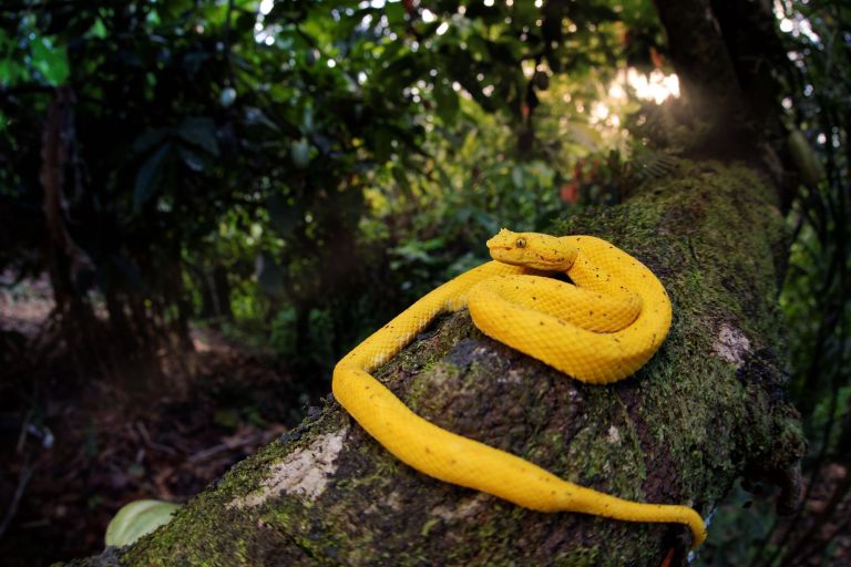 Costa rica - Circuit "Spécial herpétho"