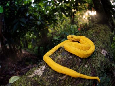 Costa rica - Circuit "Spécial herpétho"