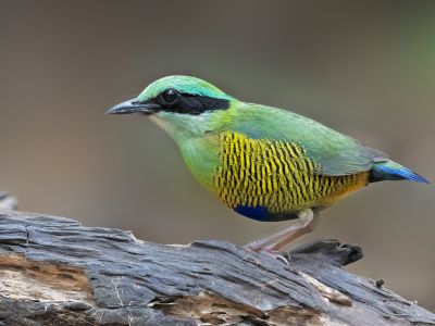 Vietnam - Photo ornitho – Les incontournables du sud du Vietnam 