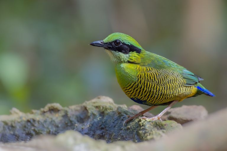 Vietnam - Photo ornitho – Les incontournables du sud du Vietnam 
