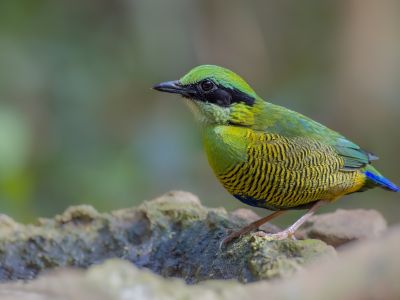 Vietnam - Photo ornitho – Les incontournables du sud du Vietnam 