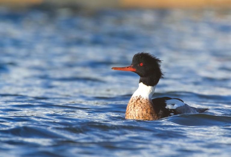 France - Golfe du Morbihan - Voyage ornithologique au cœur de l'hiver