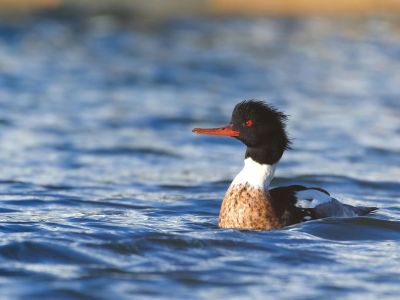 France - Golfe du Morbihan - Voyage ornithologique au cœur de l'hiver