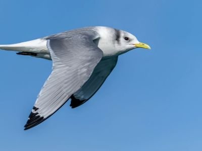 Mouette tridactyle