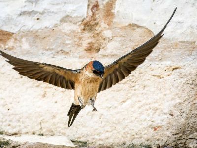 Espagne - Des montagnes sauvages de Grazalema aux marais de Doñana 