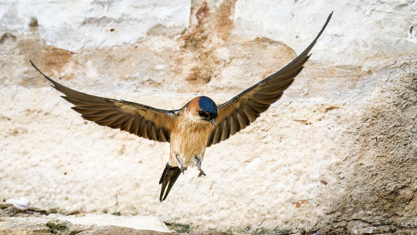 Hirondelle rousseline