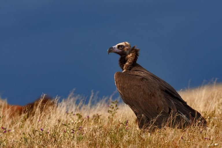 Espagne - L’Andalousie, entre montagnes protégées et zones humides remarquables