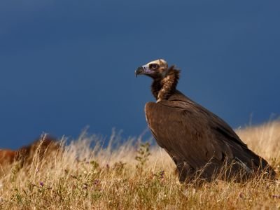 Espagne - L’Andalousie, entre montagnes protégées et zones humides remarquables