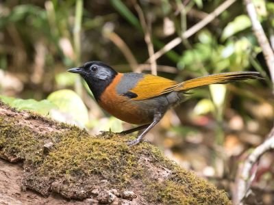 Vietnam - Endémiques et spécialités ornithologiques du Sud Vietnam