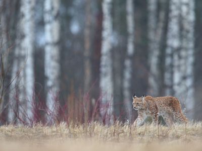 Estonie - Lynx boréal et spécialités ornithologiques de la Baltique