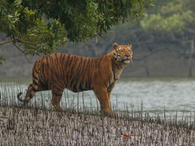 Inde orientale – Une grande aventure naturaliste : Panda roux, oiseaux de l'Himalaya, Chat pêcheur et Tigre du Bengale